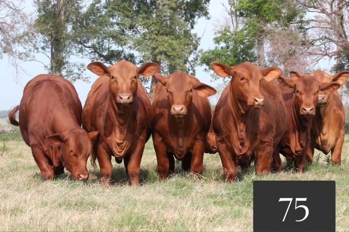 Cabaña Tres Cruces